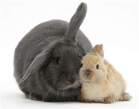 Blue Lop Rabbit And Netherland Dwarf Photograph by Mark Taylor - Pixels