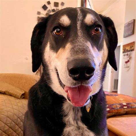 Chris Ostgaard On Instagram Happy Adoption Day Cletus Seven Years