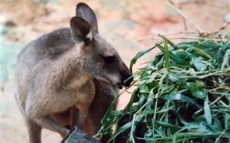 Antilopine kangaroo - Alchetron, The Free Social Encyclopedia