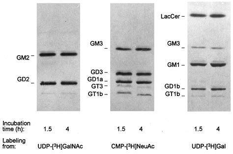 Functional Coupling Of Glycosyl Transfer Steps For Synthesis Of