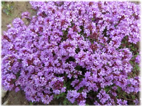 Чабрец (тимьян) - полезные свойства и противопоказания, фото, применение