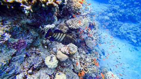 Surpreendentemente Belo Peixe Azul Escuro Um Ponto Branco Nada