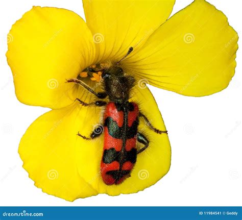 Flower beetle stock image. Image of isolated, closeup - 11984541