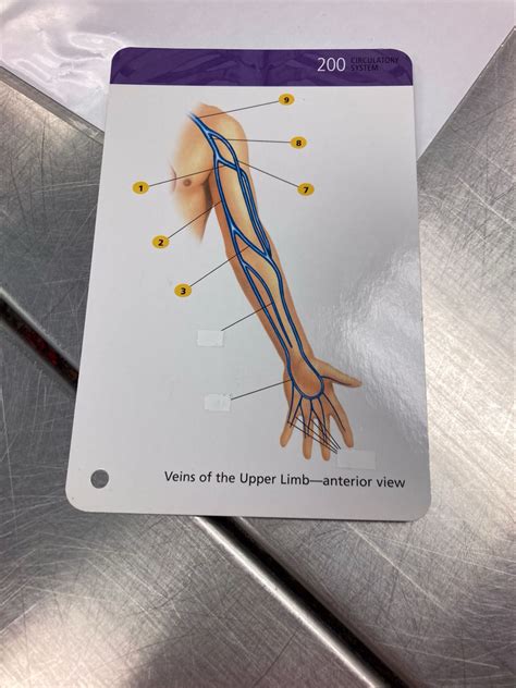 Upper Arm Veins Flashcard Diagram Quizlet