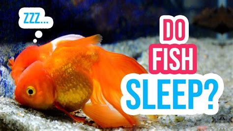 How Do Fish Sleep See How Goldfish Are Sleeping In My Aquarium