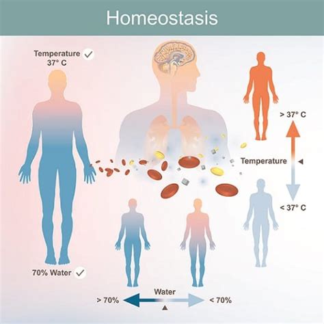 Homeostasis Feedback Loop Diagram