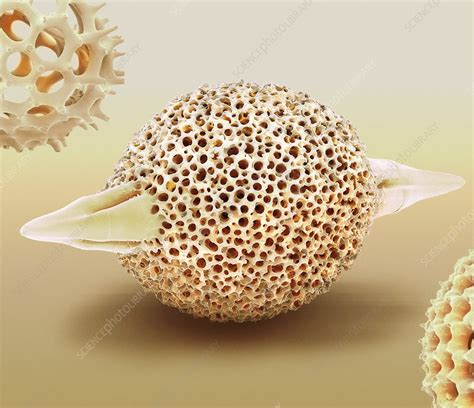 Radiolarian SEM Stock Image C048 9256 Science Photo Library