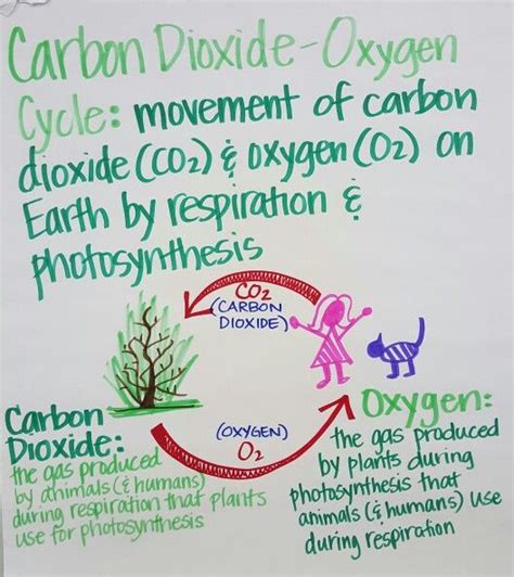 Carbon Dioxide Oxygen Cycle Worksheet