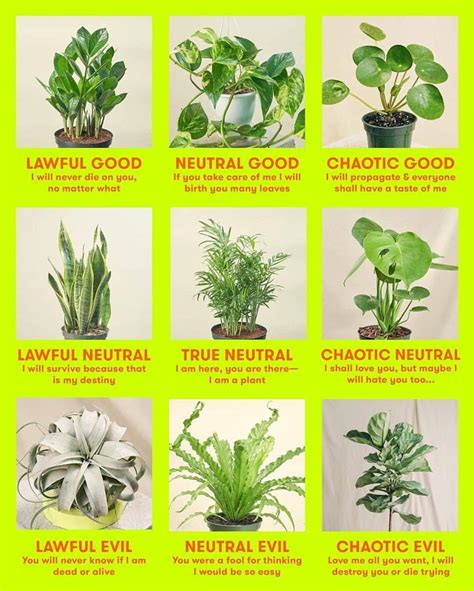 Houseplant Alignment Chart : houseplants