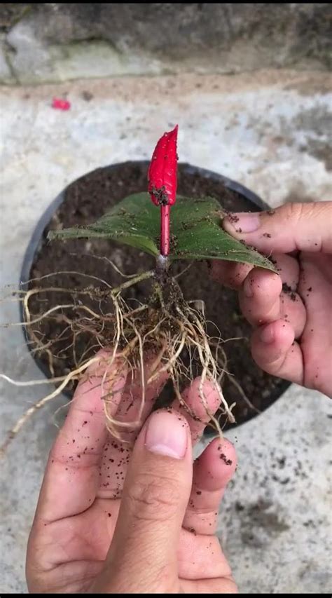 Propagate anthurium from leaves #growing #planting #flowerPlant # ...