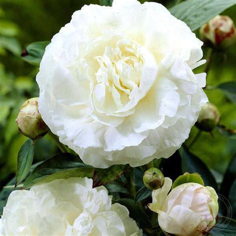Пион Луи Бартело (Paeonia Louis Barthelot) купить в Москве по низкой ...