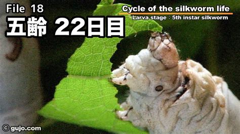 【蚕の一生】cycle Of The Silkworm Life 1833 五齢 Youtube