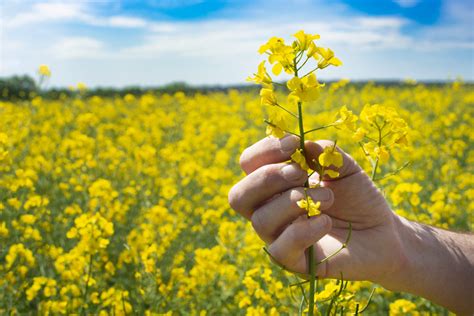 La Lista De Beneficios Del Aceite De Canola