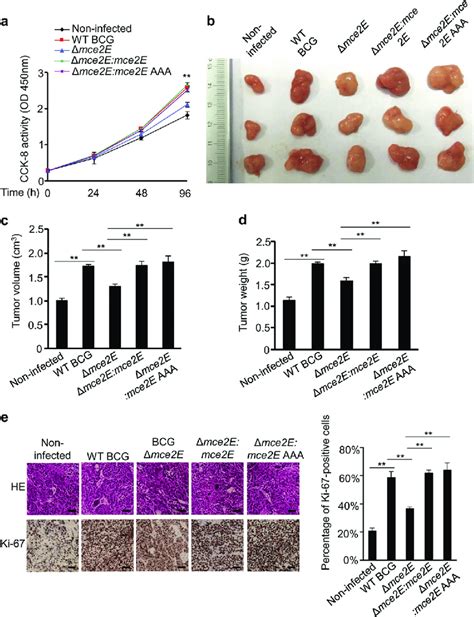 Mtb Mce E Promotes A Cell Proliferation In A D Motif Independent