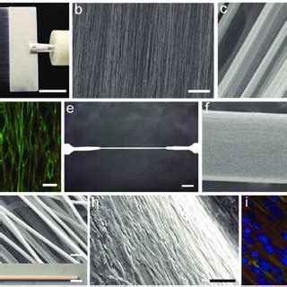 Core-shell scaffolds containing aligned nanofiber yarns. a) Schematic ... 