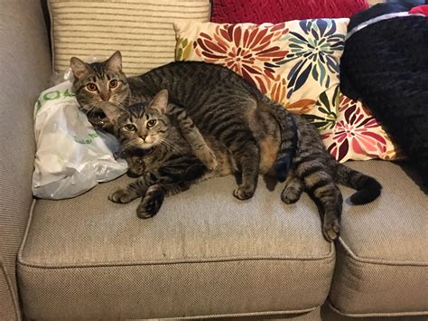 how to make cats get along 1