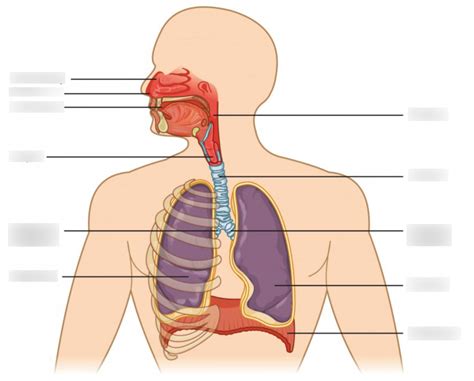 Respiratory System Diagram Quizlet