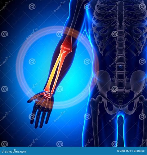 Radius / Ulna - Anatomy Bones Stock Illustration - Illustration of
