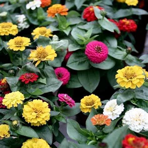 Zinnia : semer et planter – Ooreka