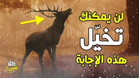 هل خلق الله الحيوانات كلها بالجنة ثم أُنزلت على الأرض؟ Youtube