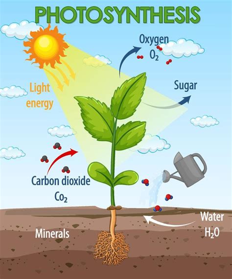 Diagramma Che Mostra Il Processo Di Fotosintesi Nella Pianta
