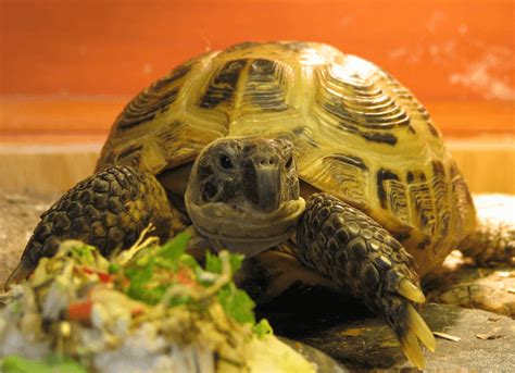 15 Pet Tortoise Species Great For Beginners - More Reptiles