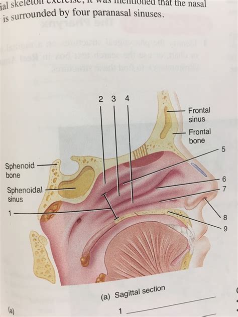 Nasal Structures Within Nasal Cavity Diagram Quizlet