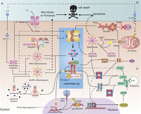 Cgas Sting Signaling Pathway