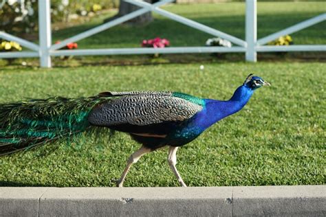 Hear In Socal The Peacocks Of Arcadia Laist