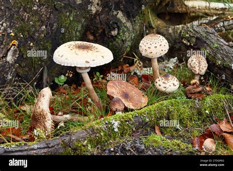 Several Parasol Mushrooms Macrolepiota Procera Common Giant Umbrella