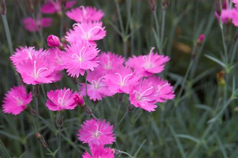 Firewitch Dianthus - Heritage Hill Nursery, Inc