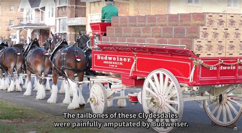 Budweiser's Clydesdales Controversy - DAILY COMMERCIALS