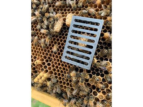 This Is A Queen Cell Cage For Honey Bee Queen Rearing When A Queen