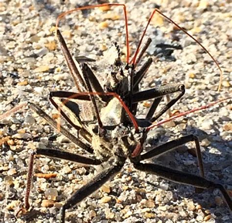 Bug Of The Month Halloween 2014 Tangled Limbs Mating Wheel Bugs