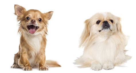 Pekingese Chihuahua Mix - Is This Small Cross The Perfect Lapdog?