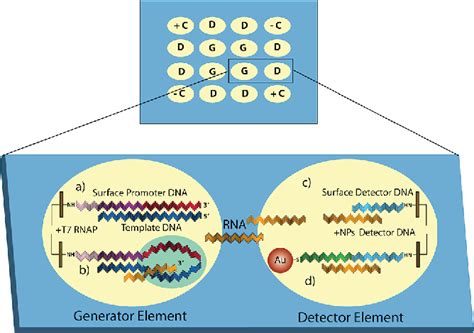 Figure From Ultrasensitive Dna Microarray Biosensing Via In Situ Rna