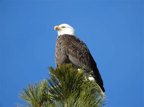 Annual Count Finds 24 Bald Eagles Around Lake Tahoe - Take Care