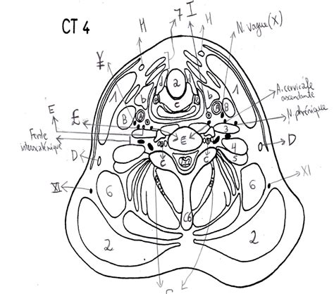 T Te Et Cou Coupe Ct Diagram Quizlet