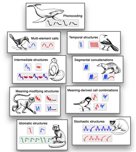 Graphical Illustration Of Combinatorial Structures In Non Human Vocal