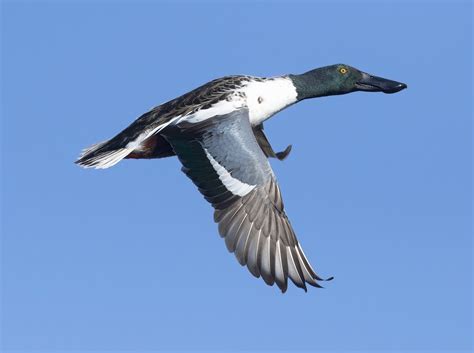 Northern Shoveler | San Diego Bird Spot