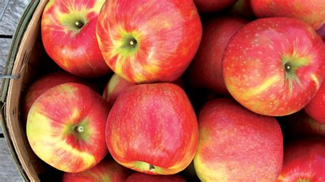 It's apple season in Michigan: See the leading varieties