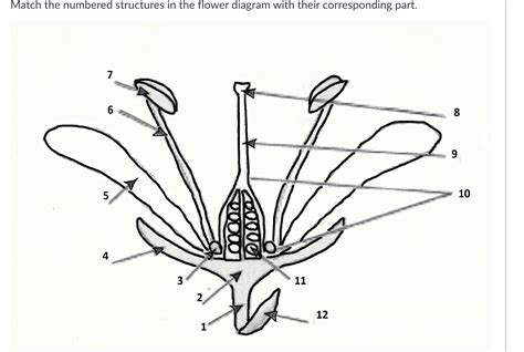 Solved Match the numbered structures in the flower diagram | Chegg.com