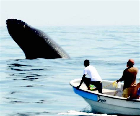 Temporada ballenas jorobadas aumenta visitantes a Samaná