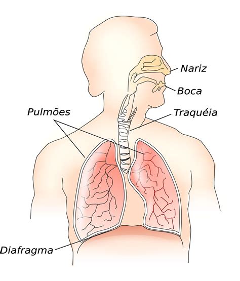 O Corpo Humano é Uma Máquina Extremamente Complexa LIBRAIN