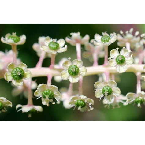 Pokeweed Poke Sallet Seeds Phytolacca Americana Price 2 25