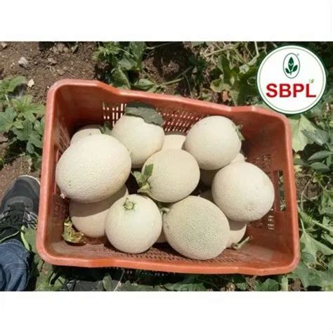 Kasturi F1 Hybrid Muskmelon For Agriculture Packaging Size 25 Gm At