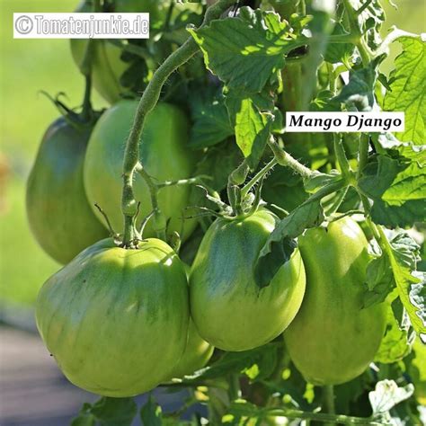 Mango Django • Sortenbeschreibung