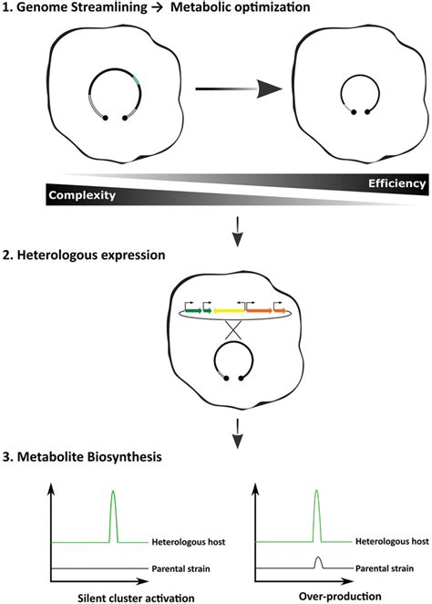 Optimized Workflow For The Heterologous Expression Of Biosynthetic Gene Download Scientific