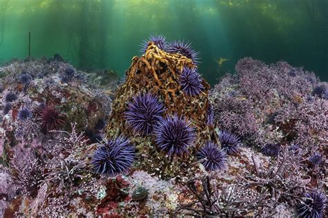 Fundraiser by Keith Rootsaert : Giant Giant Kelp Restoration Project