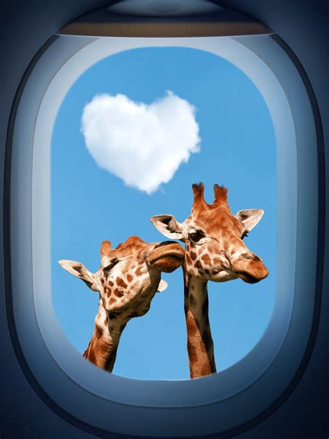 Social Media Giraffes In A Different Way On Behance